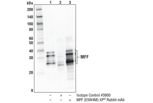 Immunoprecipitation Image 1: MFF (E5W4M) XP<sup>®</sup> Rabbit mAb