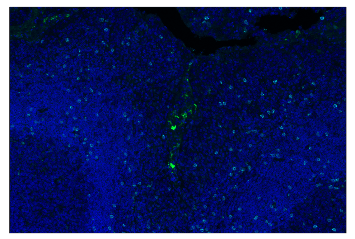 Immunohistochemistry Image 3: IL-1 beta (3A6) & CO-0175-488 SignalStar<sup>™</sup> Oligo-Antibody Pair