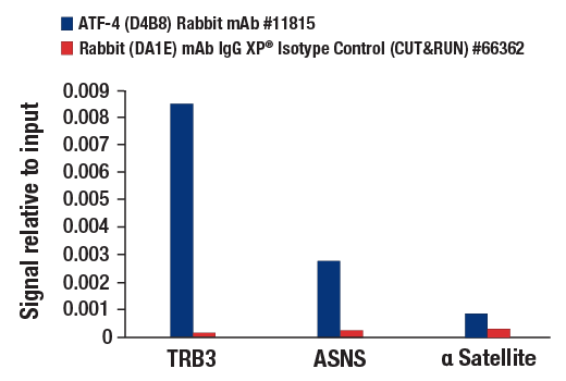 CUT & RUN Image 3: ATF-4 (D4B8) Rabbit Monoclonal Antibody