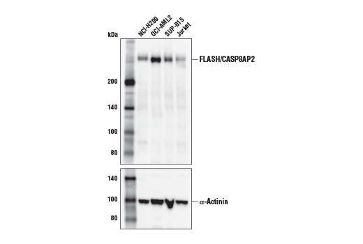 Western Blotting Image 2: FLASH/CASP8AP2 (D3T8Q) Rabbit Monoclonal Antibody