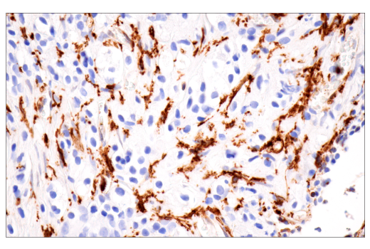 Immunohistochemistry Image 1: p22phox (E7Y1F) Rabbit Monoclonal Antibody
