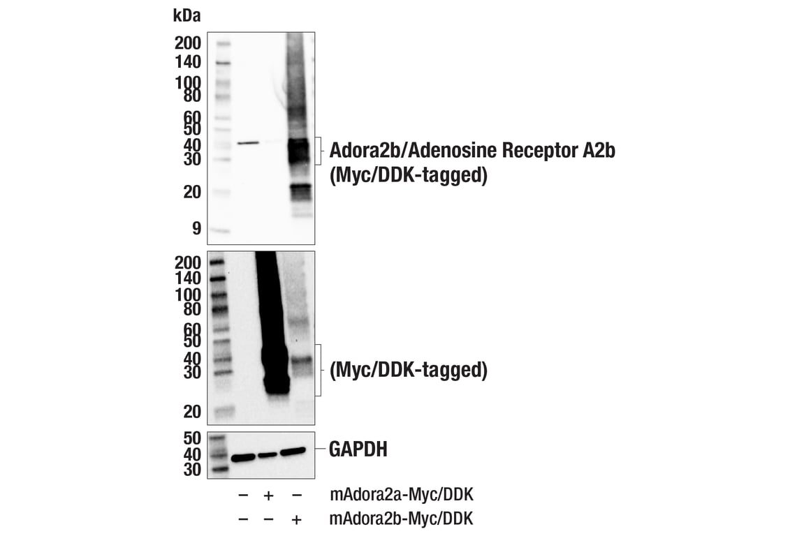 Western Blotting Image 2: Adora2b/Adenosine Receptor A2b (E8V7W) Rabbit Monoclonal Antibody