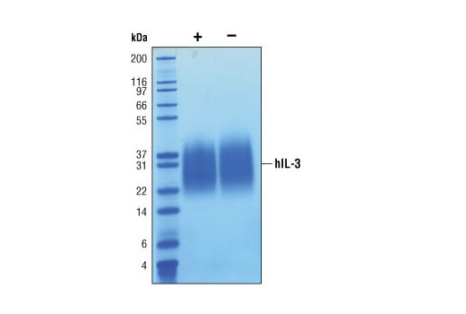 undefined Image 2: Human Interleukin-3 (hIL-3)