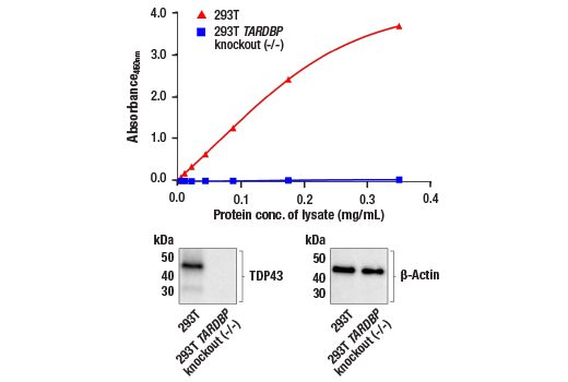 ELISA Image 1: PathScan<sup>®</sup> TDP43 Sandwich ELISA Kit