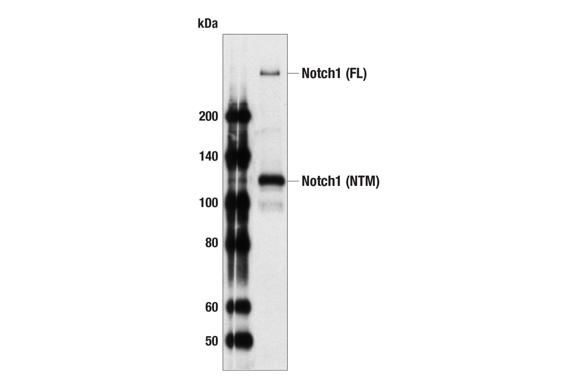 Western Blotting Image 2: Notch1 (C44H11) Rabbit Monoclonal Antibody