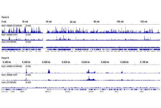 CUT & RUN Image 2: Concanavalin A Magnetic Beads and Activation Buffer