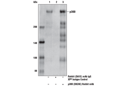 Immunoprecipitation Image 1: p300 (D8Z4E) Rabbit Monoclonal Antibody