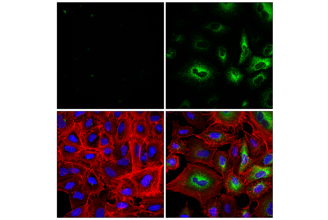 Immunofluorescence Image 1: MCP-1 (F9I9N) Rabbit Monoclonal Antibody