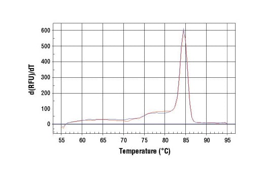 Chromatin Immunoprecipitation Image 1: SimpleChIP<sup>®</sup> Human MITF Promoter Primers