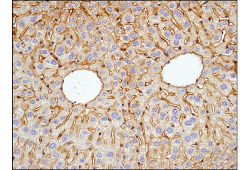 Immunohistochemistry Image 3: EGF Receptor (D1P9C) Rabbit Monoclonal Antibody (BSA and Azide Free)