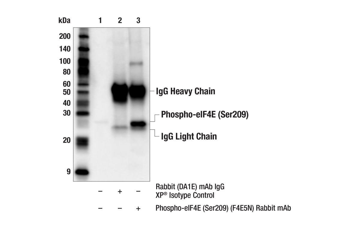 Immunoprecipitation Image 1: Phospho-eIF4E (Ser209) (F4E5N) Rabbit Monoclonal Antibody