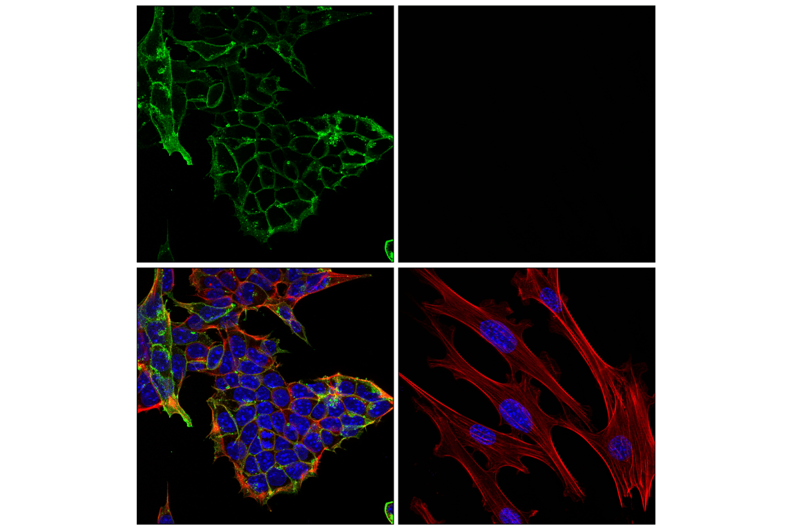 Immunofluorescence Image 1: CD15/SSEA1 (MMA) Mouse mAb