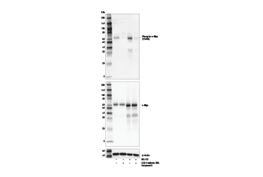 undefined Image 9: Myc Family Profiling Antibody Sampler Kit