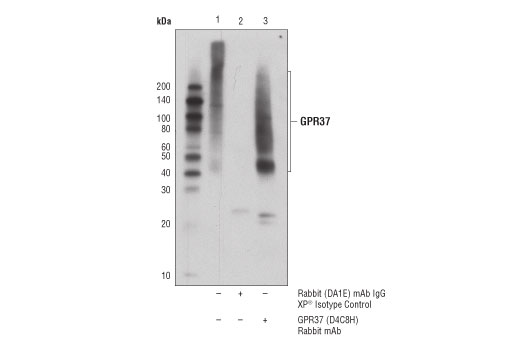 Immunoprecipitation Image 1: GPR37 (D4C8H) Rabbit Monoclonal Antibody