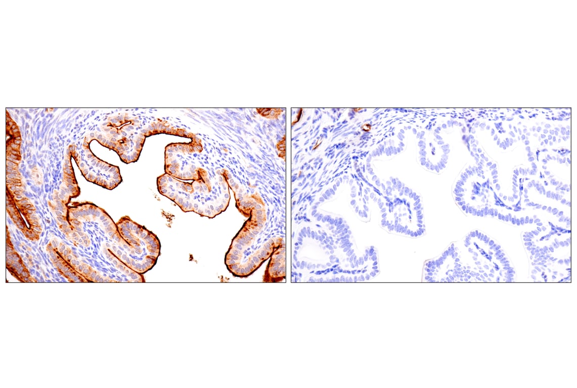 Immunohistochemistry Image 10: CD15/SSEA1 (MMA) Mouse mAb