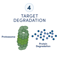 A diagram showing six steps in a workflow to develop a targeted protein degradation drug
