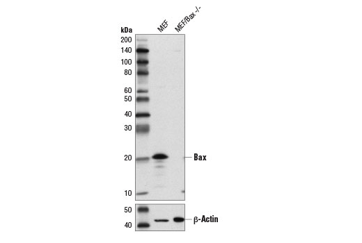 Western Blotting Image 2: Bax (D3R2M) Rabbit Monoclonal Antibody (BSA and Azide Free)