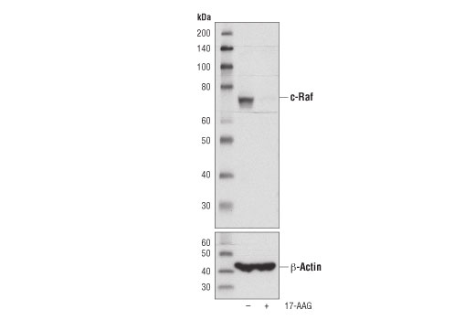Western Blotting Image 2: c-Raf (D4B3J) Rabbit Monoclonal Antibody