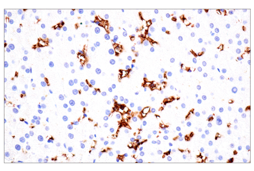Immunohistochemistry Image 8: CD235a/Glycophorin A (JC159) Rabbit Monoclonal Antibody