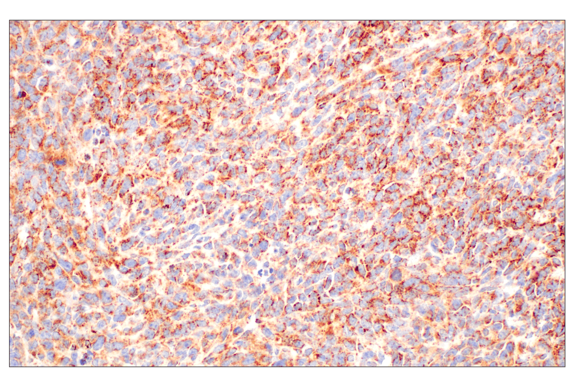 Immunohistochemistry Image 9: GOT2 (F4P3R) Rabbit mAb
