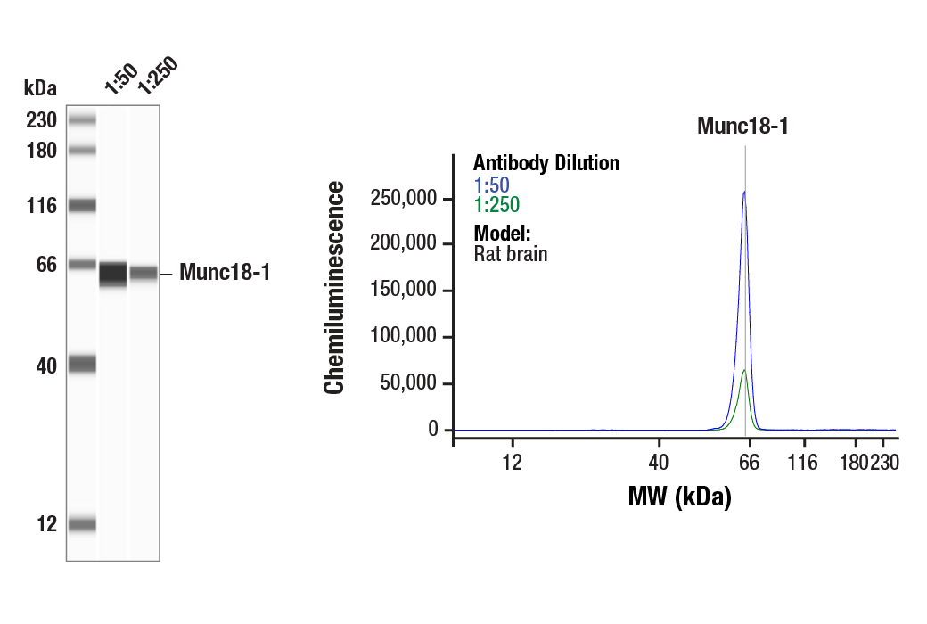 undefined Image 43: Presynaptic Vesicle Cycle Antibody Sampler Kit