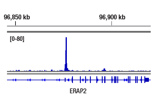 undefined Image 11: IRF Family Antibody Sampler Kit