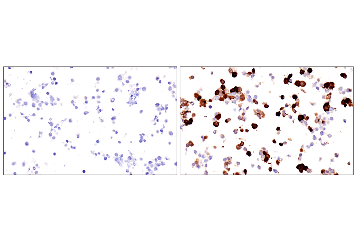 Immunohistochemistry Image 3: PPP1R17 (F3O5C) Rabbit Monoclonal Antibody