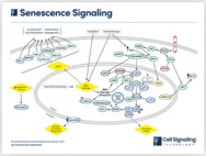 Senescence Signaling diagram