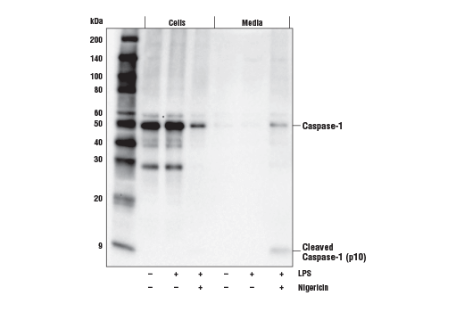 Western Blotting Image 2: Caspase-1 (E2Z1C) Rabbit Monoclonal Antibody