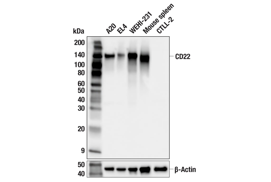 Western Blotting Image 2: CD22 (F9D1W) Rabbit Monoclonal Antibody (BSA and Azide Free)