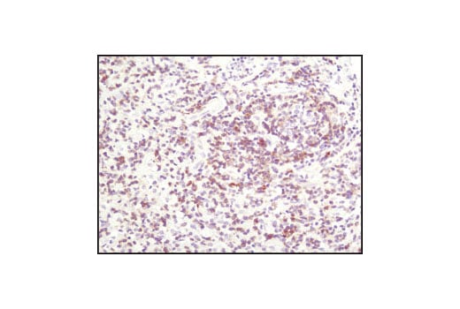 Immunohistochemistry Image 2: TRAIL (C92B9) Rabbit Monoclonal Antibody