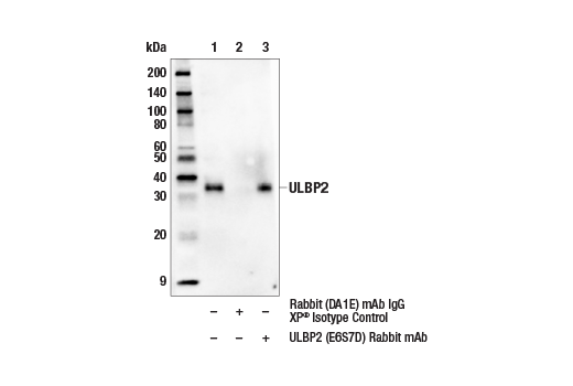 Immunoprecipitation Image 1: ULBP2 (E6S7D) Rabbit Monoclonal Antibody