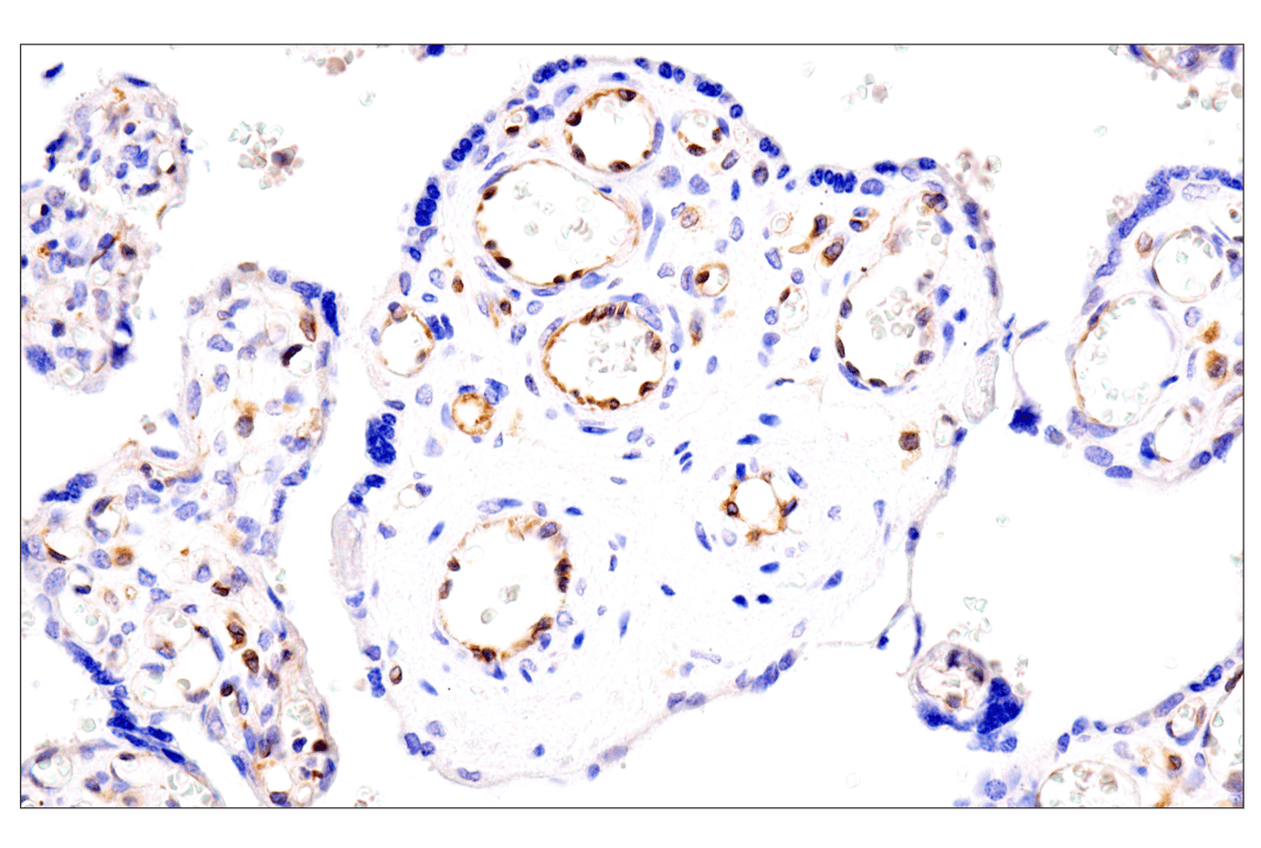 Immunohistochemistry Image 7: HLA-E (MEM-E/02) Mouse Monoclonal Antibody