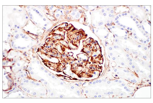 Immunohistochemistry Image 7: Nestin (E4O9E) Rabbit Monoclonal Antibody (BSA and Azide Free)