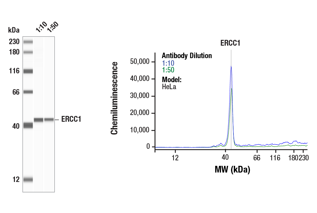 Western Blotting Image 1: ERCC1 (D6G6) Rabbit Monoclonal Antibody