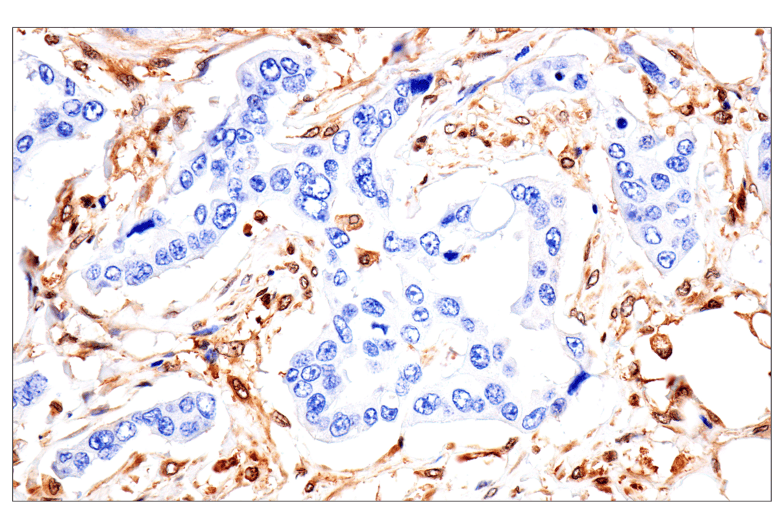 Immunohistochemistry Image 3: MTAP (E5R1I) Rabbit Monoclonal Antibody