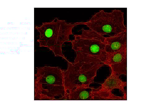 Immunofluorescence Image 1: MCM7 (D10A11) Rabbit Monoclonal Antibody (BSA and Azide Free)