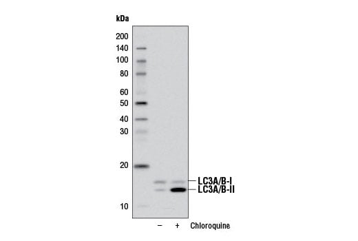 Western Blotting Image 1: LC3A/B (D3U4C) XP<sup>®</sup> Rabbit mAb (Biotinylated)