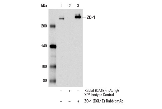 Immunoprecipitation Image 1: ZO-1 (D6L1E) Rabbit Monoclonal Antibody
