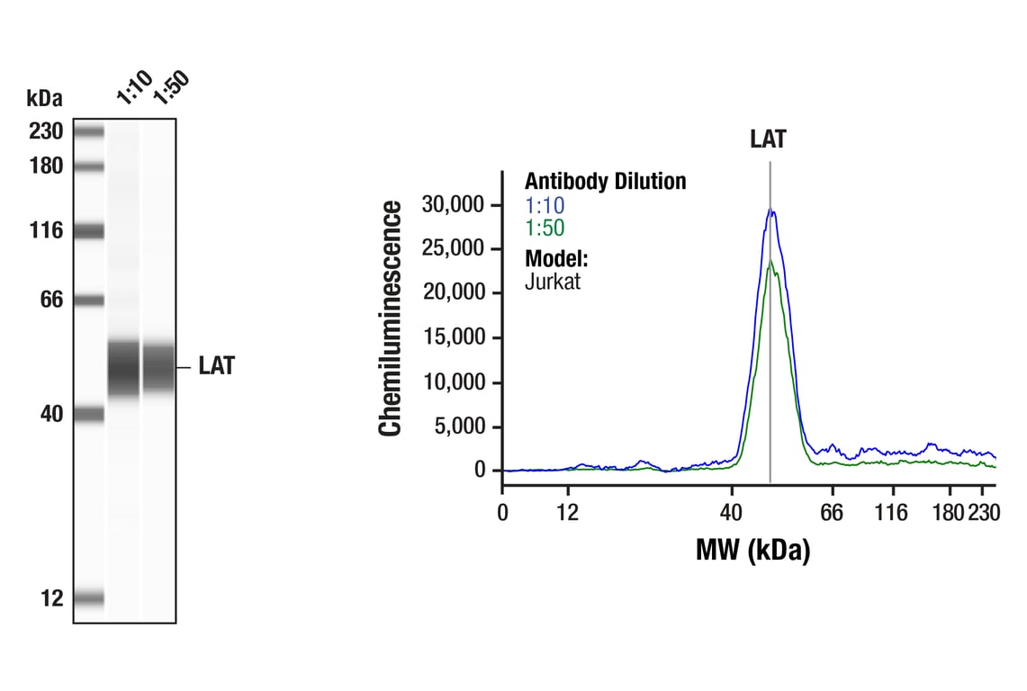 Western Blotting Image 1: LAT (E3U6J) Rabbit Monoclonal Antibody