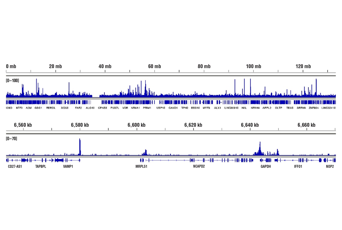 CUT & RUN Image 2: TBP (D5G7Y) Rabbit Monoclonal Antibody