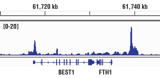 Chromatin Immunoprecipitation Image 1: MITF (D3B4T) Rabbit Monoclonal Antibody