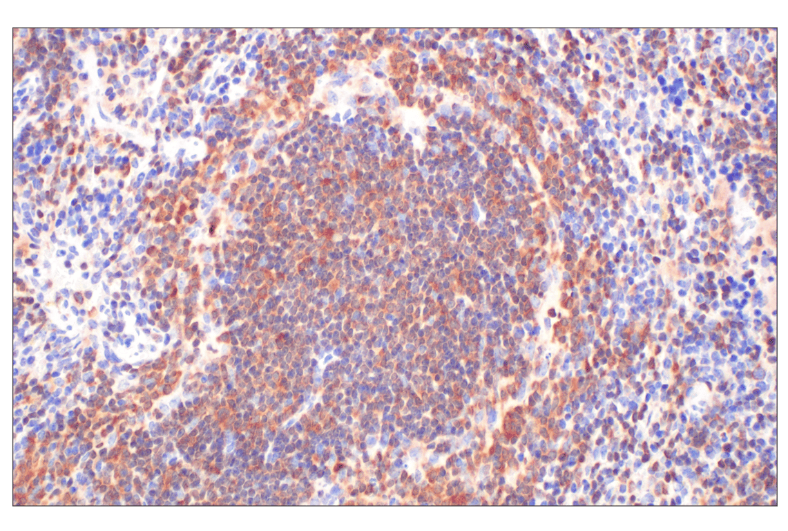 Immunohistochemistry Image 8: Fumarase (D9C5) Rabbit Monoclonal Antibody