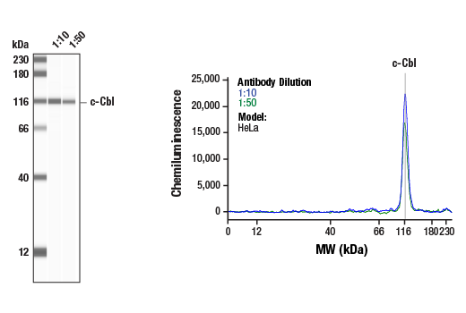 Western Blotting Image 1: c-Cbl (D4E10) Rabbit Monoclonal Antibody