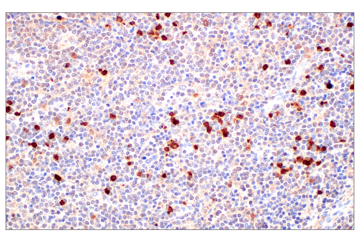 Immunohistochemistry Image 1: SerpinB1 (E4W7B) Rabbit Monoclonal Antibody (BSA and Azide Free)