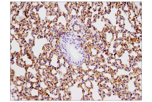 Immunohistochemistry Image 1: VISTA (D5L5T) Rabbit Monoclonal Antibody (BSA and Azide Free)