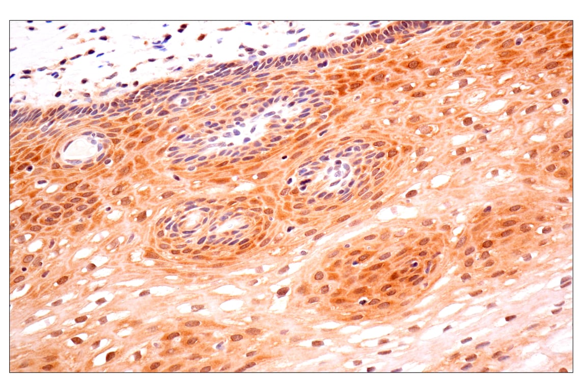 Immunohistochemistry Image 5: ACBP/DBI (E4V8V) Rabbit Monoclonal Antibody