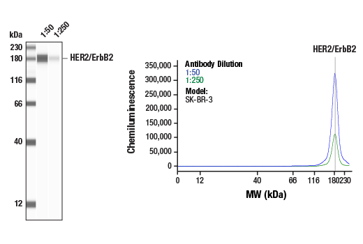 Western Blotting Image 1: HER2/ErbB2 (D8F12) Rabbit Monoclonal Antibody