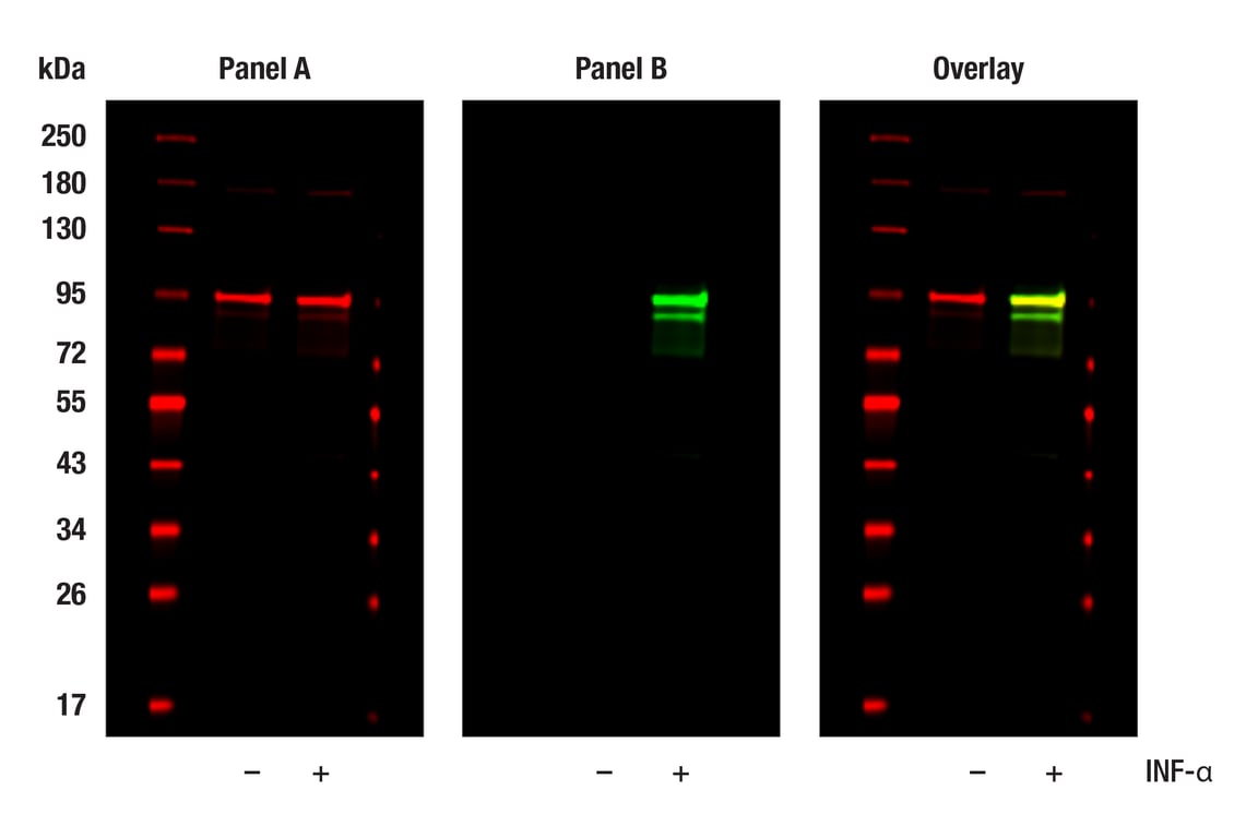 undefined Image 23: PhosphoPlus<sup>®</sup> Stat3 (Tyr705) Antibody Duet