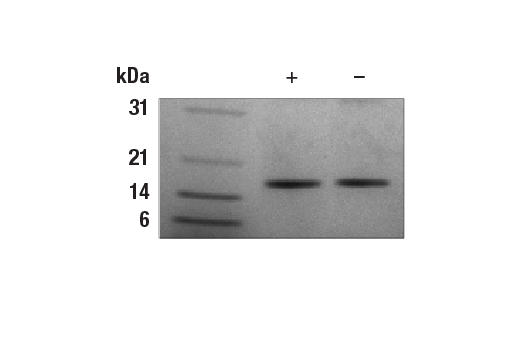 undefined Image 2: Human FGF-basic/FGF2 (147 aa) Recombinant Protein